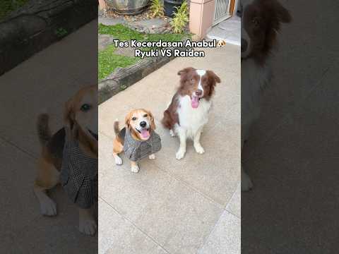 TES KECERDASAN ANABUL RYUKI VS RAIDEN‼️😍 #shorts #anjinglucu