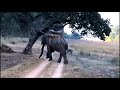 Tiger Launches An Attack At An Elephant