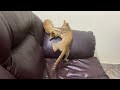 Orange Tabby Cat Fighting Hey Sree