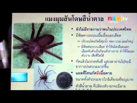 รักษาความอ่อนแอใน Nyagan ผ่านเคาน์เตอร์สำหรับความคิดเห็นต่อเชื้อโรคผู้หญิงม้า