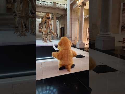 Baby mammoth 🦣 meets its great grandfather