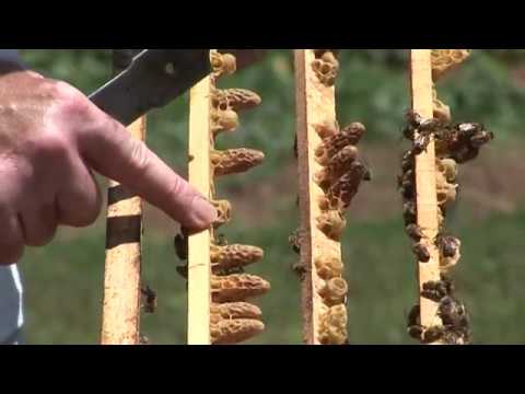 Iskustva profi pčelara - Proizvodnja matica i matičnjaka