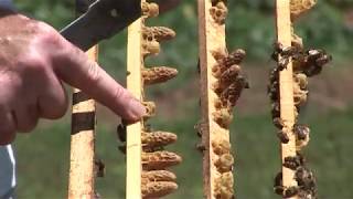 Iskustva profi pčelara - Proizvodnja matica i mat
