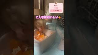 冬は、やっぱりミカンだよねー🥰 #癒し #癒し #sugarglider #可愛い #フクモモベビー #ハムスター #かわいい #フクロモモンガ #北海道 #エキゾチックアニマル