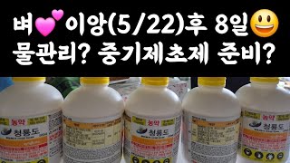 벼, 이앙(5/22)후 8일???? 지금 물관리는? 중기제초제 준비는? 왜?