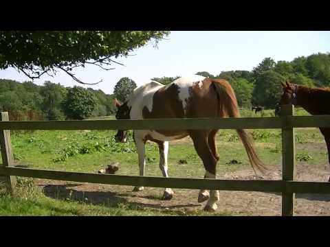 MongoTV_558 - Del 10 - Sensommer Gåtur Frederiksdal Storskov Torsdag 20.August 2015