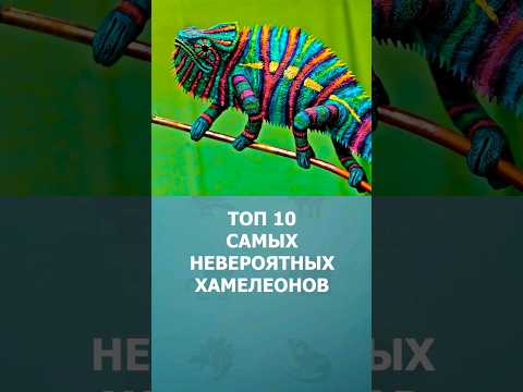 Топ 10 самых невероятных хамелеонов мира #шортс #топ10 #хамелеон #рептилии #ютубшортс #комарик