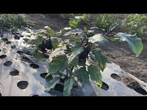 苗がどれくらい成長するか