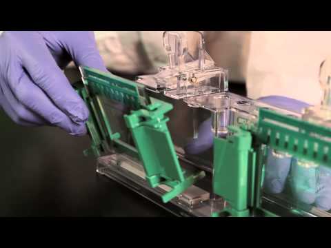 TGX Stain-Free™ FastCast™ Acrylamide Gel Casting