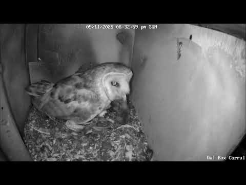 #BenTheBarnOwl First Delivery of the Night, a Vole. Owl Box C - 5/11/25 - 8:32 pm