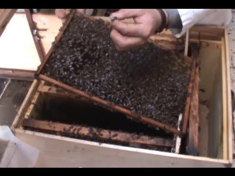 1/2 Iernarea albinelor in stupi - Pregatirea familiei cap coada Apicultura la distanta Proful Online