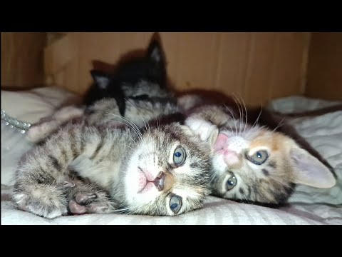 Incredibly cute kittens playing inside a box with movements that will amaze you