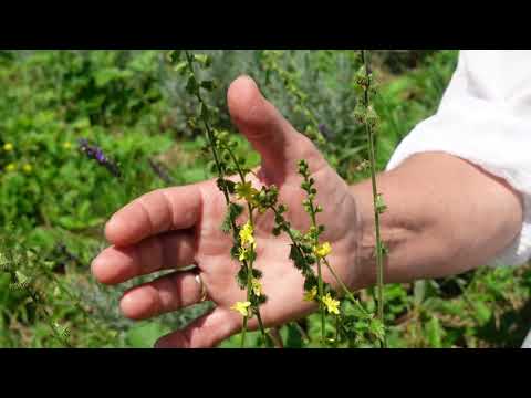 Der Odermennig Talk mit Ursula Gerhold