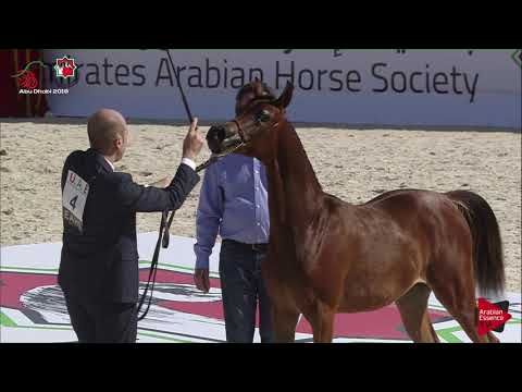 N 4 JA MOBHERA ALJAZEERA   UAE Nationals 2019