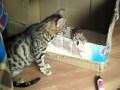 bengal cat talking to her kitten - ORIGINAL - YouTube