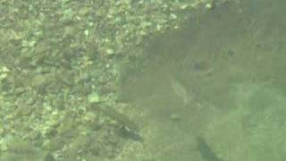 preview picture of video 'Fly Fishing Lake Taneycomo | Fishing local creeks (trout) in Branson Missouri'