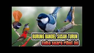 Download lagu SUARA PIKAT BURUNG HUTAN BANDEL DIJAMIN BERKUMPUL mp3