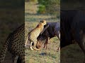 Cheetah S Life Or Death Struggle With Wildebeest