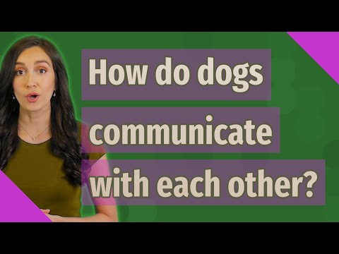 How do dogs communicate with each other?
