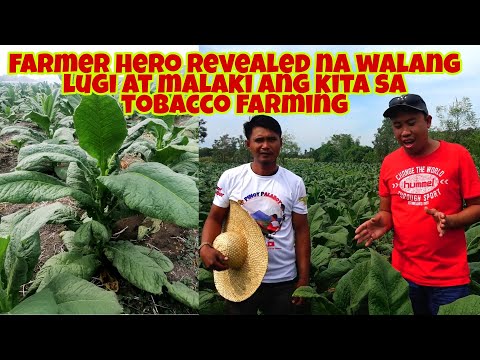 Magkano ang Kitaan sa Tobacco Farming? Farmer Revealed his Income