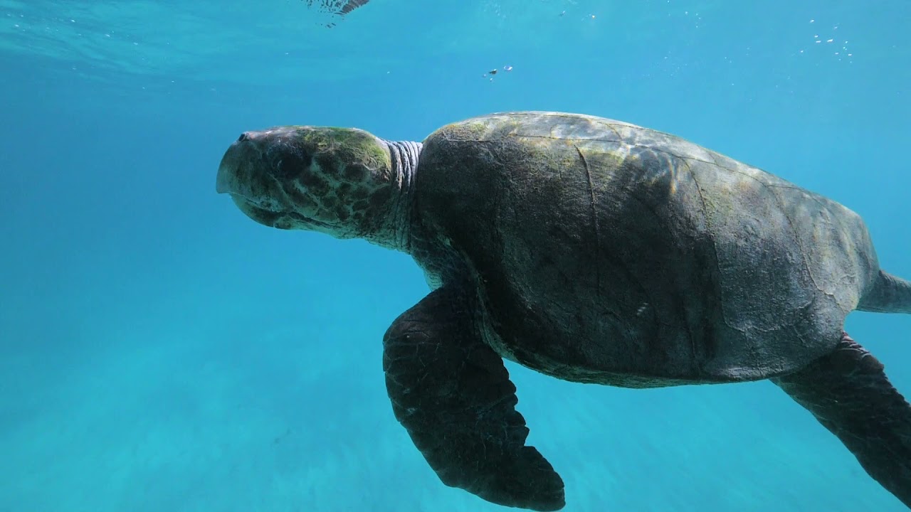 A turtle in Slow Motion