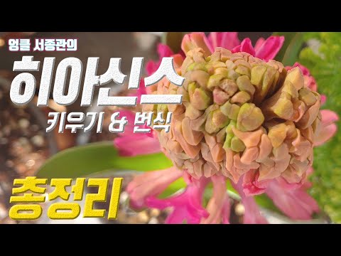 , title : '식물 히아신스 키우기 🍊 히아신스 번식 🌹 hyacinth care Hyacinthus spp'