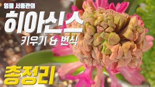 히아신스 키우기 