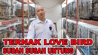 Download lagu TERNAK LOVE BIRD SUDAH SUSAH UNTUNG mp3
