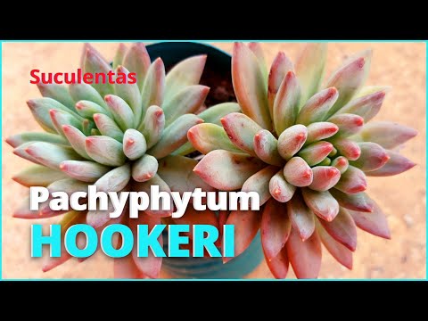 , title : 'Tudo sobre a Suculenta PACHYPHYTUM HOOKERI / A prima da Suculenta Diamante! 🥰🪴'