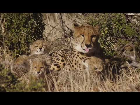 A Cheetah's Pride S01E01 Two Mothers, Nine Cubs