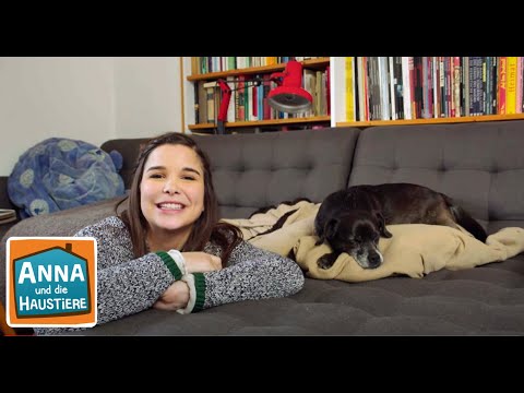 Das Hunde Einmaleins | Information für Kinder | Anna und die Haustiere