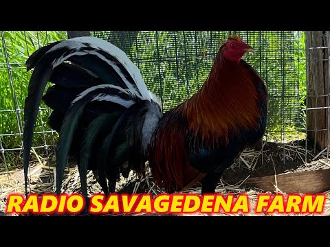 California Asil Radio Penny Hatch Grey Savagedena Farm - Farm visit