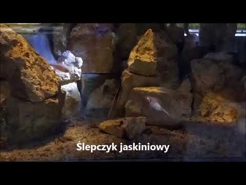 Ślepczyk jaskiniowy ( Astyanax fasciatus mexicanus )