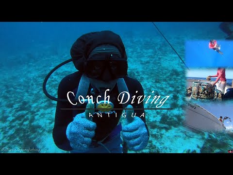 Antigua Spearfishing - Conch Again!?🇦🇬