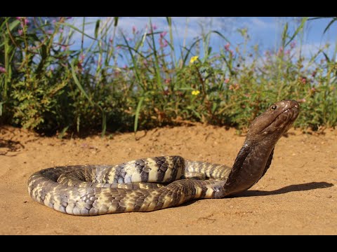 Zebra Spitting Cobra In House!