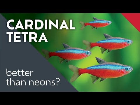 Cardinal Tetras: What I Learned Keeping This Nano Schooling Fish