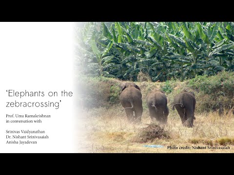 Elephant on the Zebra Crossing
