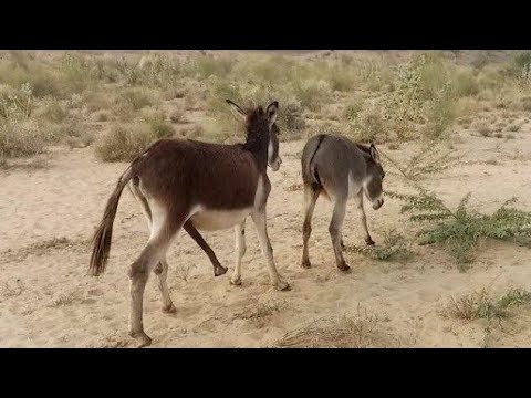 Sand Trails and Silent: Desert Donkeys Explored""Desert Dreams: Chronicles of the Nomadic Donkeys
