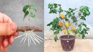 how to grow star fruit from cutting in a container