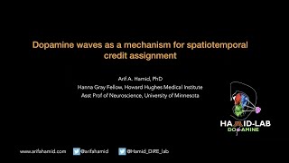 Striatal dopamine waves as a mechanism for spatiotemporal credit assignment