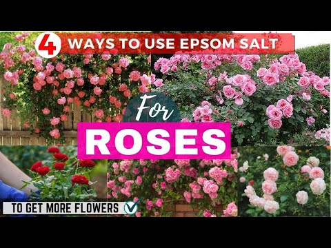 4 Ways to Use Epsom Salt For Roses to Get More Flowers