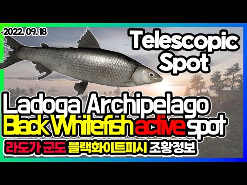 Ladoga Archipelago Black Whitefish Spot 09-18-2022 l Russian Fishing 4 RF4