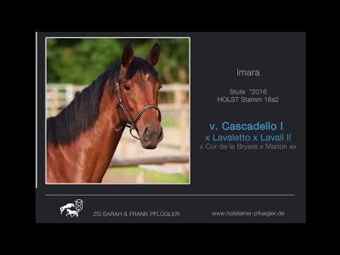 Imara Holsteiner Stute v. Cascadello I - 2jährig - Freispringen