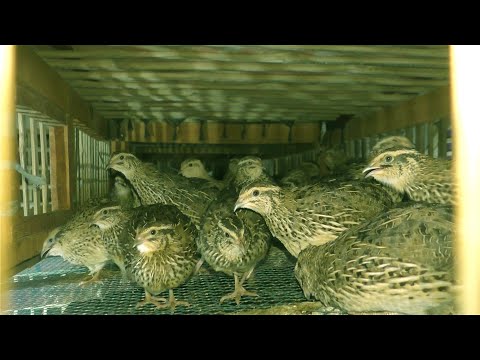 , title : 'Quail Bird Farm - How To Make Money On Quail Farms'