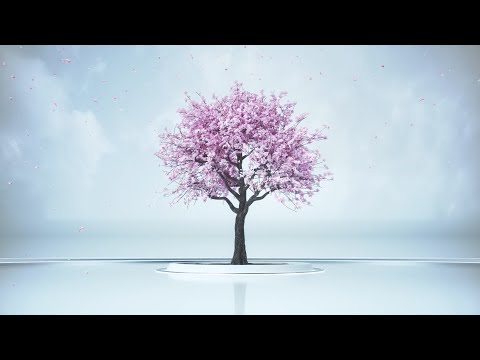 歡迎來到櫻花的世界｜櫻花電梯