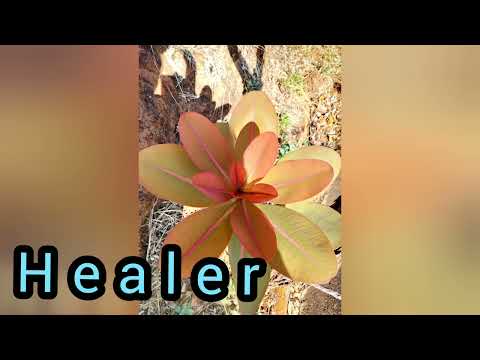 Healer :: Circle Of Funk Feat:: Dawn Talman . by Gomaa Vídeos músic