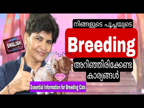 Proven Tips For Conceiving Your Cats Easily | Reproduction | Cat Breeding Guide @NANDAS pets&us