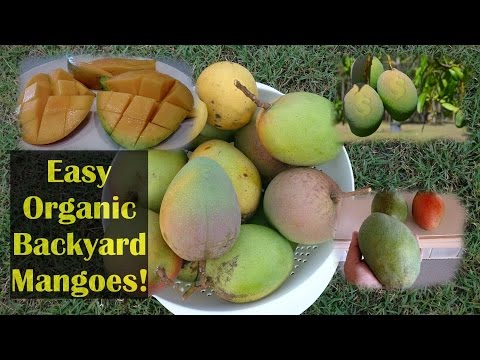 Growing Mangoes Organically No Spraying Needed!