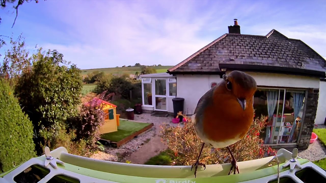 Birdfy Feeder Metal sample video | Digital Camera World - YouTube