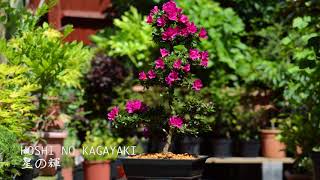 Download lagu HOSHI NO KAGAYAKI 星の輝 mp3 Download lagu HOSHI NO KAGAYAKI 星の輝 mp3